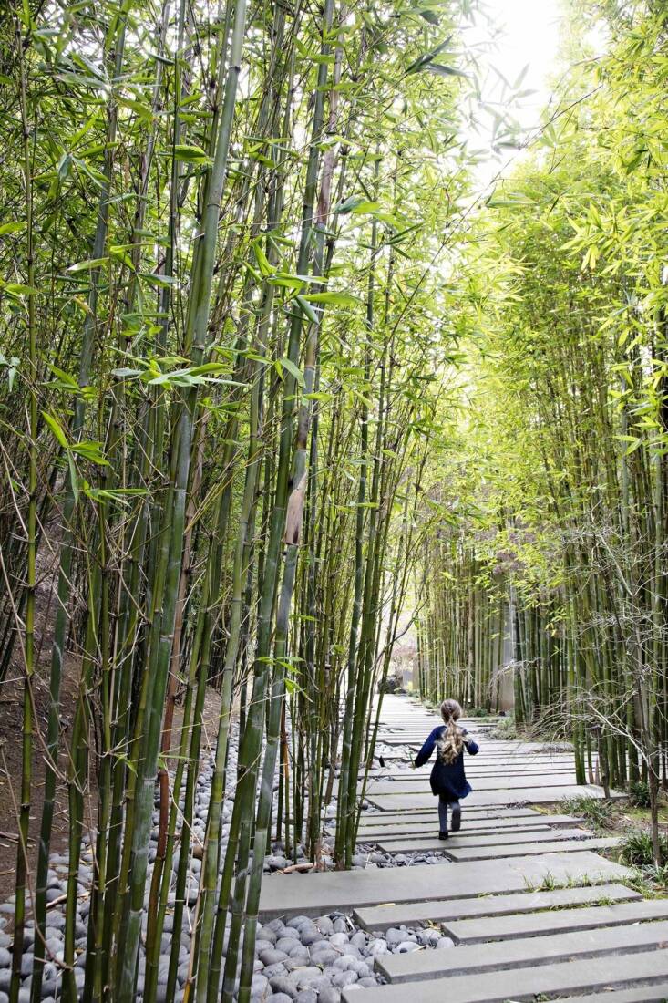 A bamboo forest for a client in Tiburon, CA. Photograph by Floto+Warner, courtesy of Surfacedesign.