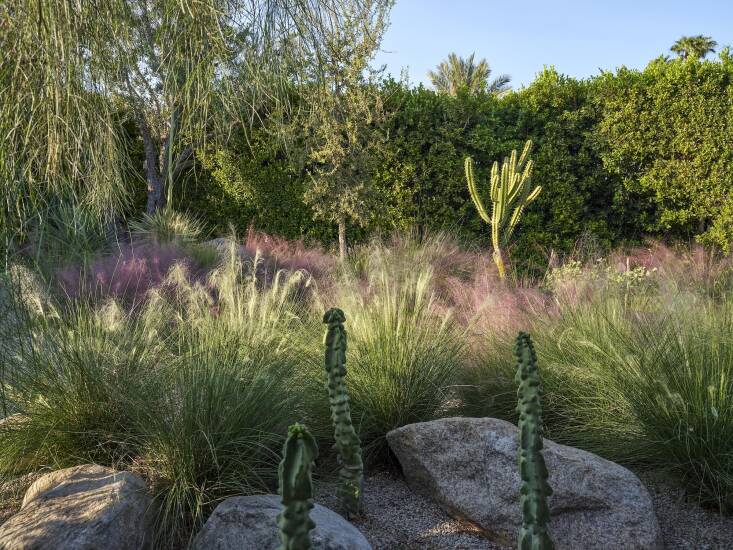 Ornamental grasses and a hedge border give this Palm Springs backyard by Surfacedesign a feeling of lushness in the desert. Photograph by Millicent Harvey, courtesy of Surfacedesign.