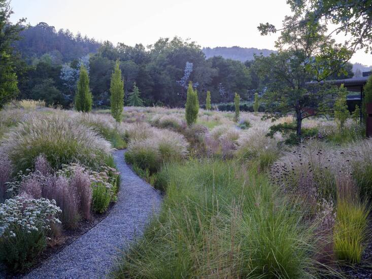 A Mediterranean planting palette for a residence in Woodside. Photograph by Marion Brenner, courtesy of Surfacedesign.