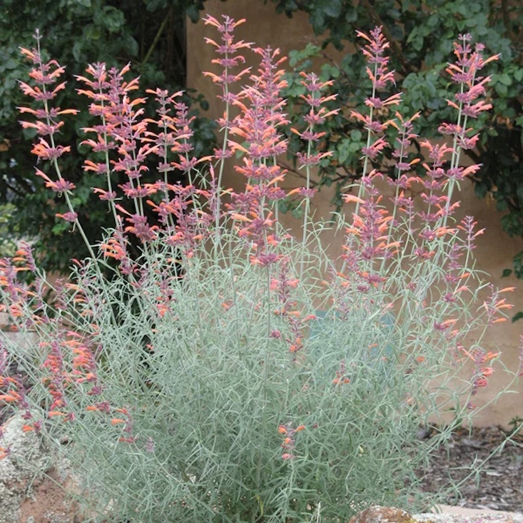 Agastache rupestris sports soft orange flowers on licorice-scented leaves and is one of the species native to Southern Arizona and Northern Mexico, meaning it is drought-tolerant and durable. Grows to 3