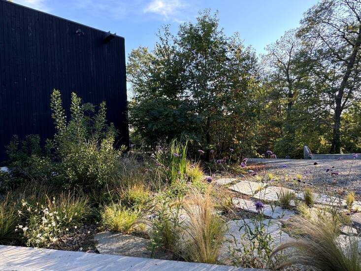 “The dark, pine tar exterior of my house creates a bit of a microclimate in the entryway. I’ve kept the palette here mostly green. A native bayberry shrub provides a vertical interest. Verbena bonariensis, which seeded itself, adds a bit of color. I love that you have to brush past plants when you walk down the stone path to get to the house.”