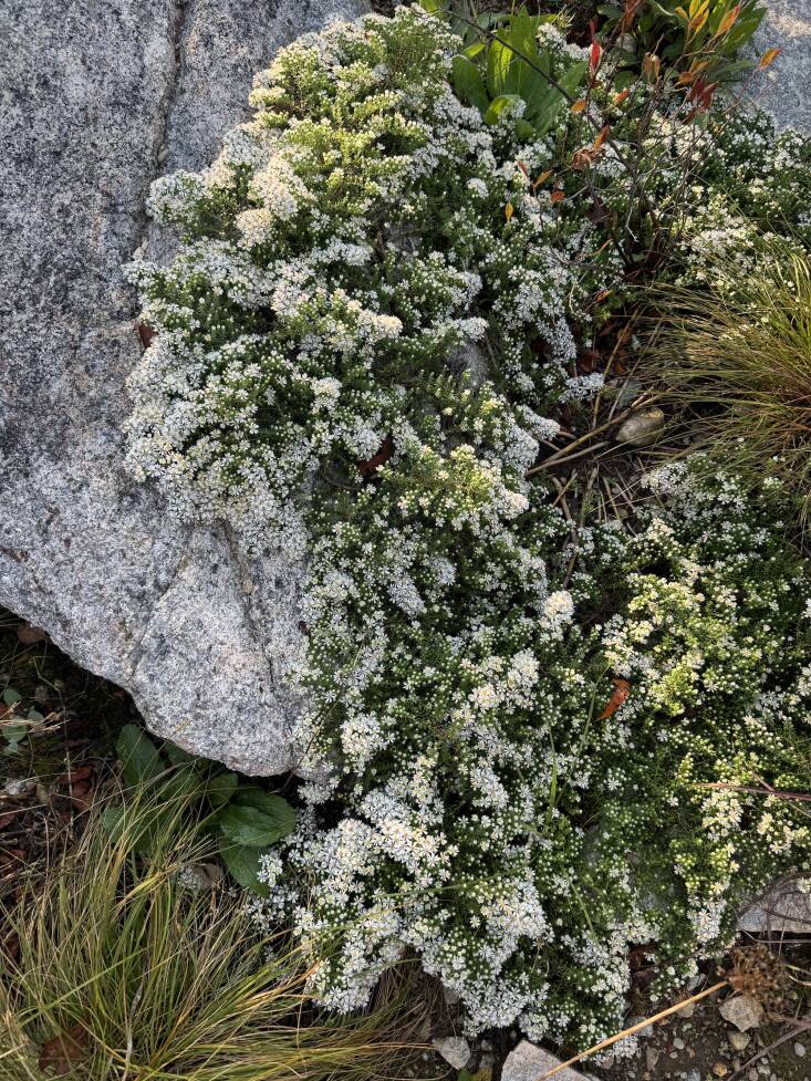 Pollinator-loving and drought-tolerant Aster ericoides ‘Snow Flurry’ has a tight and low form and makes a great groundcover.