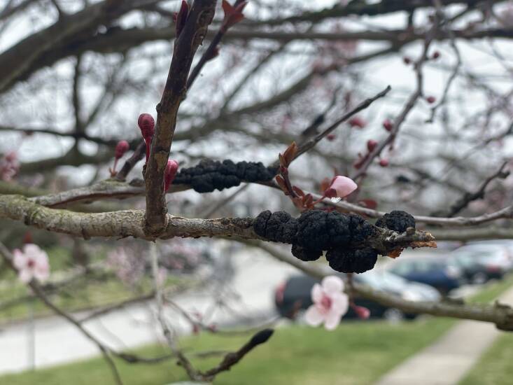 Black knot on a plum tree. Photograph by Matt Borden via Flickr.