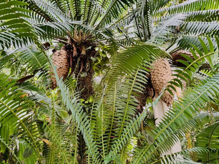 The Giant Dion, native to Veracruz and Oaxaca, Mexico, commands attention. Did you know that the cones of this plant heat up? This Dion generates warmth to disperse its scent and attract beetles. When Cycads first arose 300-plus million years ago, bees and birds had not yet evolved so beetles did the pollination work