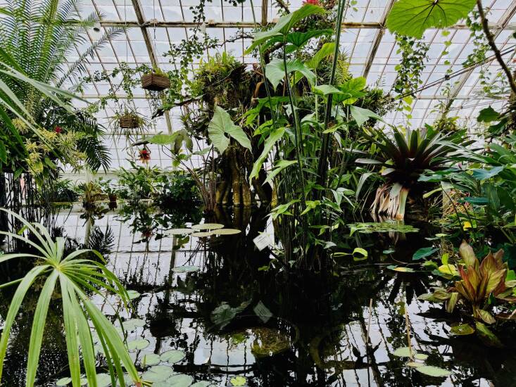 The Aquatic Plants gallery replicates a tropical winding river and features the Victoria Waterlily with its huge 5-6ft diameter leaves and large fragrant flowers, carnivorous pitcher plants, orchids, Hibiscus, giant Taro leaves, bromeliads, and epiphytes.