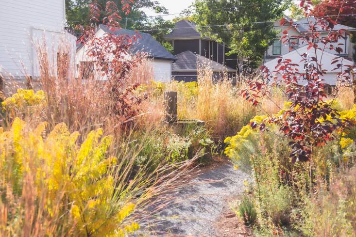 The primary pattern element in this steppe meadow is big bluestem (Andropogon geradii) a matrix species that appears with regularity. Planting design by Kevin Philip Williams, SummerHome Garden.