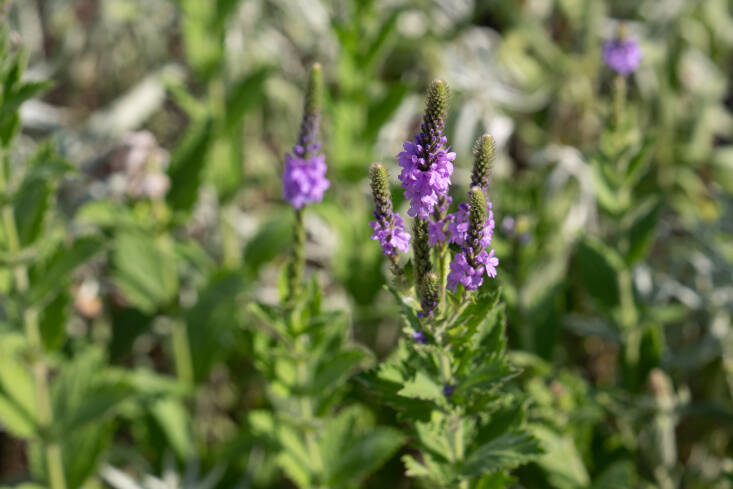 Verbena stricta is often considered a “weed,” growing on roadsides and other wild places, but Norris argues it deserves a place in the garden. Photograph by Mississippi Watershed Management Organization via Flickr.