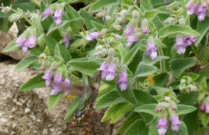 A hummingbird enjoying Lepechinia fragrans. Photograph via Las Pilitas.