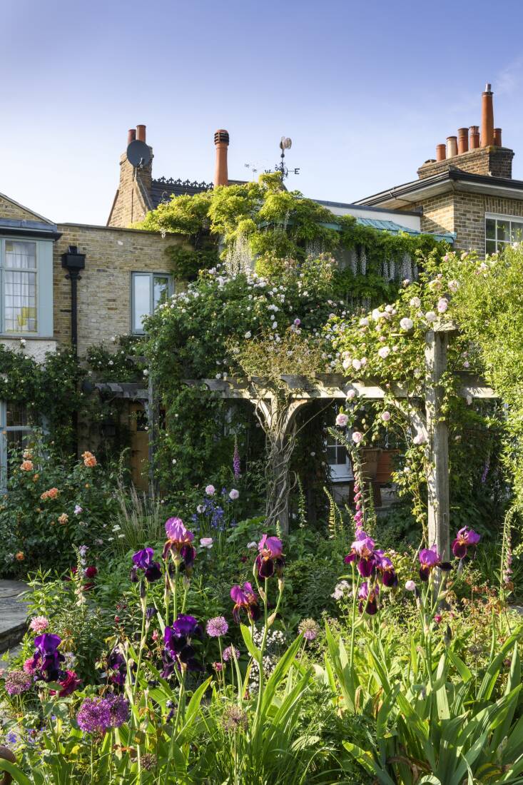 Benton irises and roses mingle in this romantic London garden designed by Thompson. Photograph by Jason Ingram.